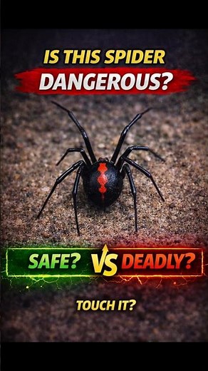 Small Spider… Big Danger 🕷️⚠️