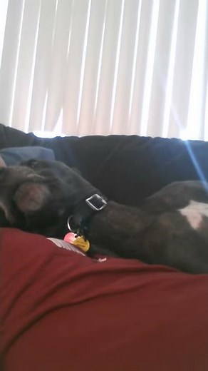 Weimaraner puppy talking