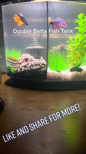 thom.the.fish.guy on TikTok