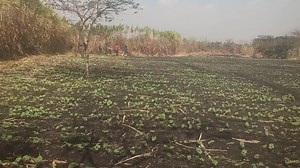 4K views · 95 reactions | NUA-45 seed multiplication. Day 16 after planting. Glad to report that this is the status quo for all the farmers we recruited under Farms Urunji Seed Co. | Ada Dalk | Facebook