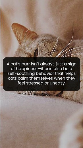 The Science Behind Why Cats Purr When They Are Uneasy