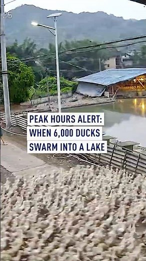 Peak Hours Alert: when 6,000 ducks swarm into a lake