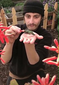 Hand feeding Hummingbirds #GOALS | Green Thumb Nursery - Lake Forest