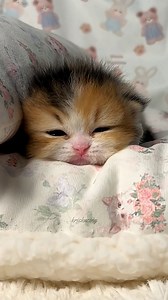 5.9K views · 572 reactions | Lil' fluff | Baby Cat | Facebook