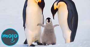 Top 10 Amazing Animal Parents | Articles on WatchMojo.com