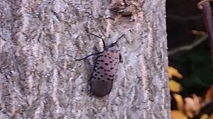 Invasive spotted lanternfly egg masses to survive Massachusetts winter
