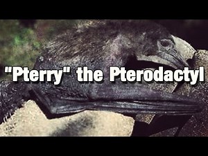 SCP-346 ""Pterry" the Pterodactyl"