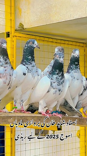 Ustad Shahid Khan on Reels