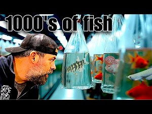 1000's of AQUARIUM/POND FISH in STOCK - FULL SHOP TOUR