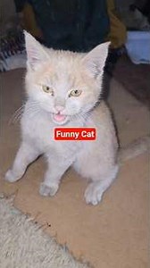 Cute Cat Exercising for Prey | Adorable Kitty Catching Hanging Toys! Funny Cat Workout Routine