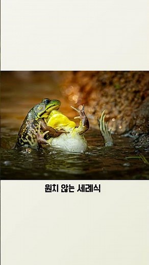 2025 가장 웃긴 동물 사진