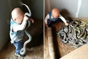 Fearless toddler wrestles giant snakes in a writhing pit full of reptiles in shocking video