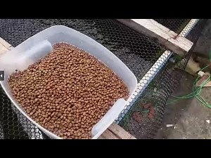 INICIANDO UM SISTEMA DE BIOFLOCOS PARA CRIAÇÃO DE TILÁPIA