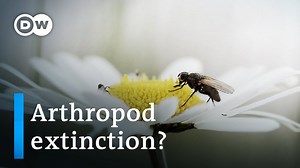 The Silent Summer: Why are Insects Dying?