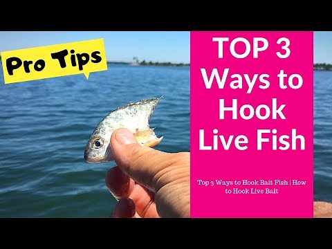 Top 3 Ways to Hook Bait Fish | How to Hook Live Bait