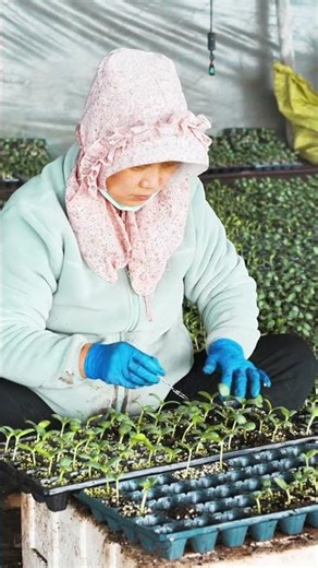 春日培育优质种苗Springtime cultivation of premium seedlings#Xinjiang