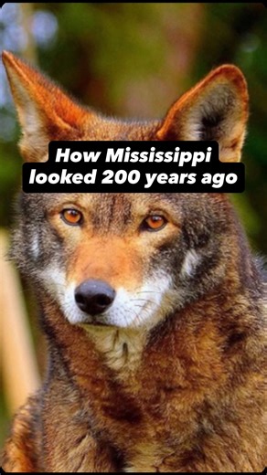 Papa Mississippi on Instagram: "How has the state of Missisisppi changed over the centuries? Not the infrastructure, technology, and people… but the land and wildlife themselves? Here’s what you’d see if you went back in time to 1825."