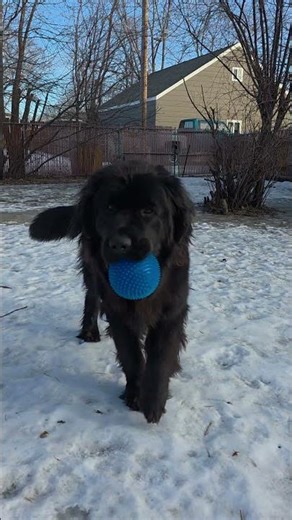 ❄️ Newfoundlands THRIVE in Winter ❄️