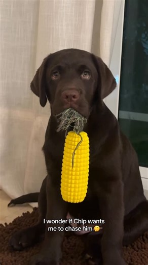 Chip The Chocolate Lab on Instagram: "🤔🤔🤔 #dogsofinstagram #puppy #labradorretriever #puppiesofinstagram #labrador #labpuppy #labradorpuppy #puppylove #chocolatelabrador #puppiesofinsta #chocolatelab #funny #funnydog"