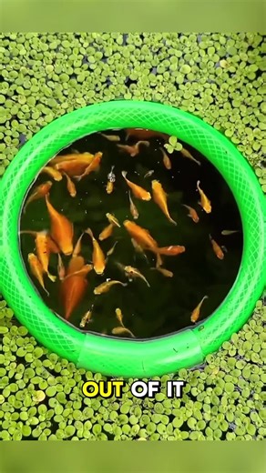 This Boy Saw Fish: A Surprising Encounter