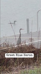 The Patient Hunter of the Wetlands | Great Blue Heron