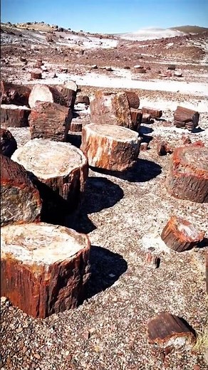 Ancient Petrified Forest: Trees Turned to Stone Over Millions of Years