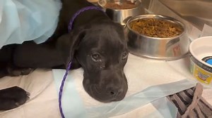 Update: Puppy was rescued today 6/11/24 by Labradors and Friends Dog Rescue Please honor your pledges: Venmo: @labradorsandfriends Zelle/Paypal: labradorsandfriends@yahoo.com or website: www.labradorsandfriends.org URGENT! Parvo Positive Cane Corso Puppy needs rescue by tomorrow 6/11/24! At OC Animal Care, Tustin, CA Plea from OC Animal Care: This young puppy was brought to the shelter after she was reported to have been found at the park. She arrived with ocular discharge and did not seem too c