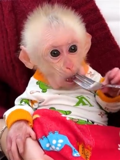 Monkey Lala: Adorable Baby Monkeys with Their Mom