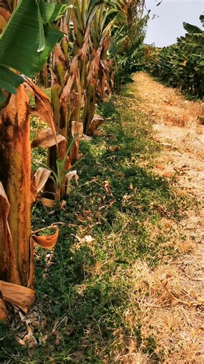 26 reactions · 6 comments | This is a living mulch in part of our...