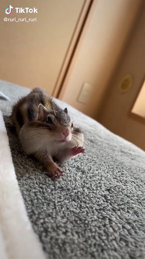 かわいいシマリスと足跡の癒し