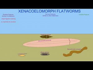 xenacoelomorph flatworms: the basal bilaterians