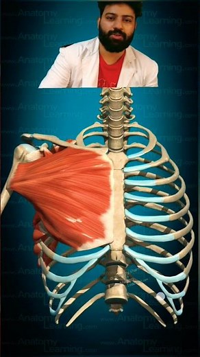 Muscles of Pectoral Region #anatomy