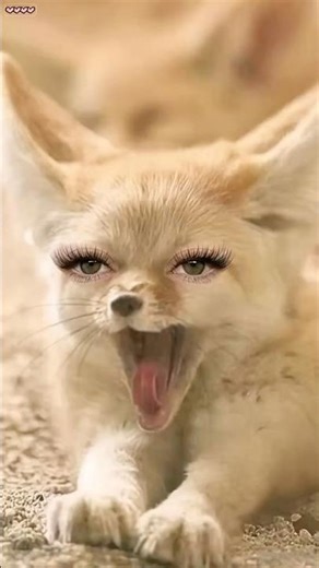 Cute Animals With Long Eyelash Extensions 🐶🐱🐰🦊🐨