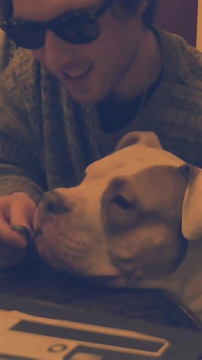 #alien #dog #asmrsounds #puppy #pitbull