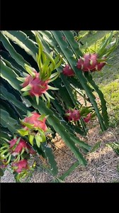 Amazing Dragon Fruit Farm View | GBD International Agriculture 🌱