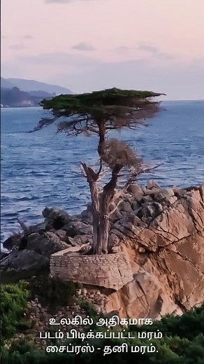 Lone Cypress-Del Monte Forest California USA