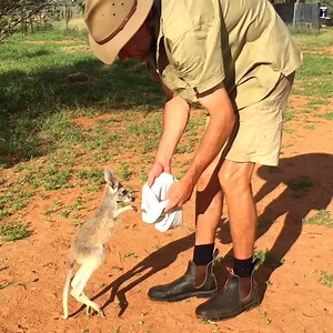 Australia, why do you have all the cutest animals?! 😍 | The Pet Collective
