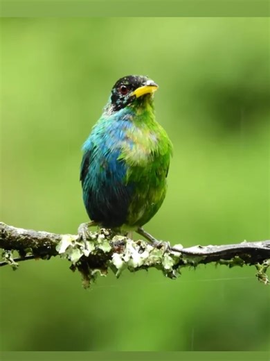 Unique Bird with Rare Genetic Disorder