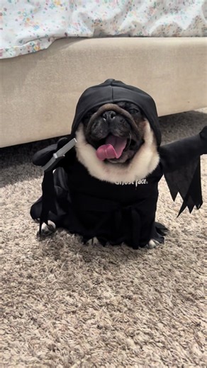 What sound is Rocki the pug making?