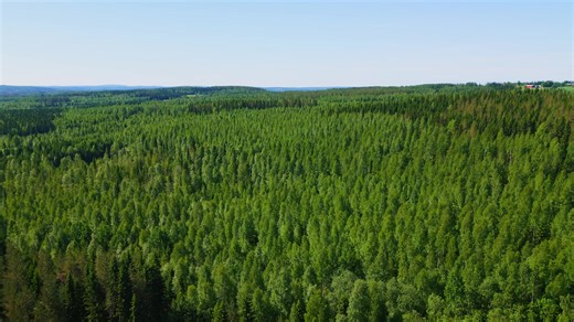 2.7K views · 39 reactions | PONSSE WISENT The most compact member of the PONSSE forwarder family with excellent weight distribution and geometry to make operations smooth and the impact to terrain gentle. For more information on the Wisent , give our Sales Team a call on : Brian 00353 87 407 4800 #ponsse #logging #forestry #ponssewisent #forwarder | Ponsse Ireland | Facebook