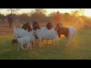 Visiting Thabong farms. Top Quality Boergoats & Kalahari reds animals for the upcoming auction.