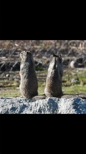 Ground Squirrels Standing in the Sun #animalshorts #california