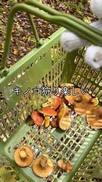 富士山できのこ狩りできるの知ってました？#vlog #富士山 #きのこ狩り #国立公園なので無料#おすすめスポット