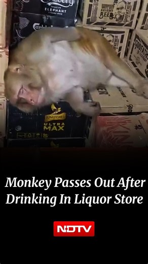 Viral Video | Monkey Drinks Alcohol In Ranchi Liquor Shop, Calls It A Day And Falls Asleep