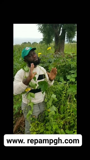 6.8K views · 97 reactions | #Weight loss #luffa #plants burn excess #fat | Jonathan Chu Attia | Facebook