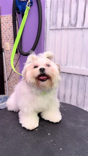 El Mati Mateo comienza a tener haters, quieren saber quién está de su lado?🫣 #esteticacanina #paratiiiiiiiiiiiiiiiiiiiiiiiiiiiiiii #perritotierno #cachorro #shihtzu