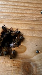 Around the entrances 🐝🐝 | Stanley’s bees