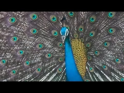 LIVE Wild Peacocks: A Rare Wildlife Experience