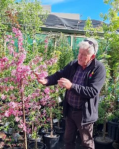 🌸Crabapple, particularly the Betchel crabapple, Malus ioensis 'Plena', is one of the last crabapples to flower in late spring, with beautiful blush pink blossoms make them so attractive. Many other varieties of crabapple are also well worth growing. They have pink, white, and red flowers and beautiful autumn foliage. 🍎Some varieties have little ornamental crab apples, that can be used for delicious perfumed jelly. 🤤 Some popular varieties that we have in store are: Malus ioensis 'Plena' 👉htt