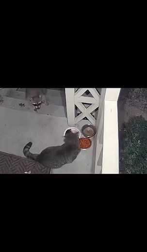 That slap was personal #reels #funny #cat #raccoon | Thunder Edits